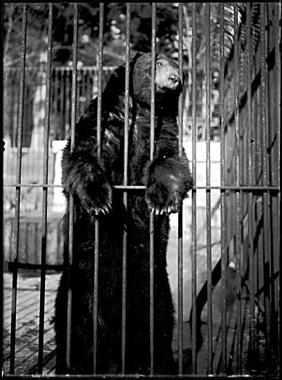 Is the US stock market a caged bear? [By Philip Timms [Public domain], via Wikimedia Commons]