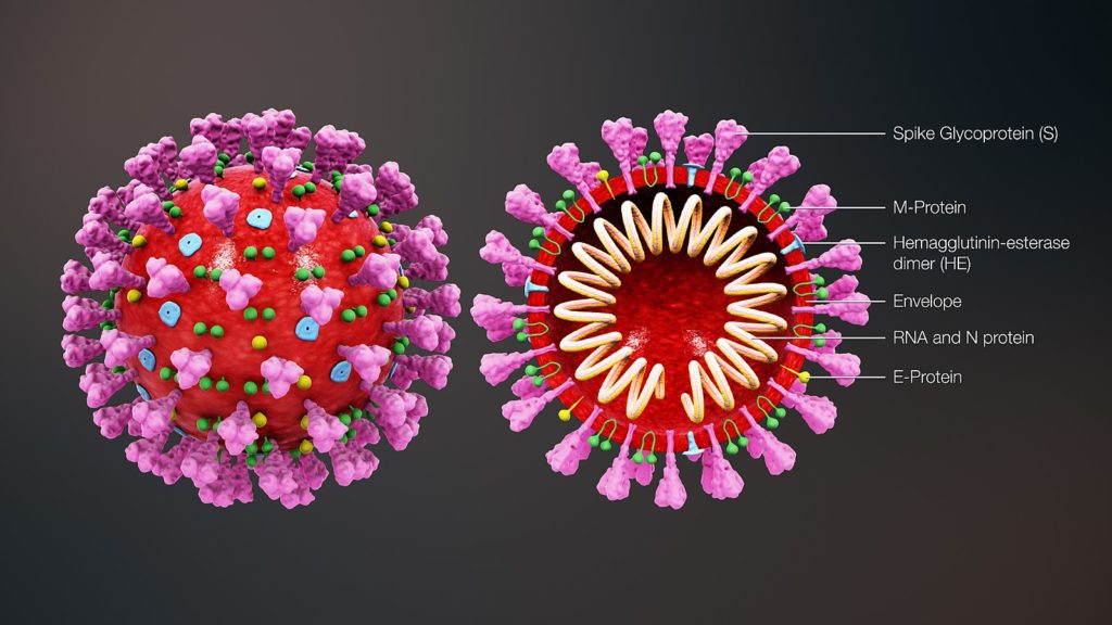 Coronavirus illustration https://www.scientificanimations.com / CC BY-SA (https://creativecommons.org/licenses/by-sa/4.0)