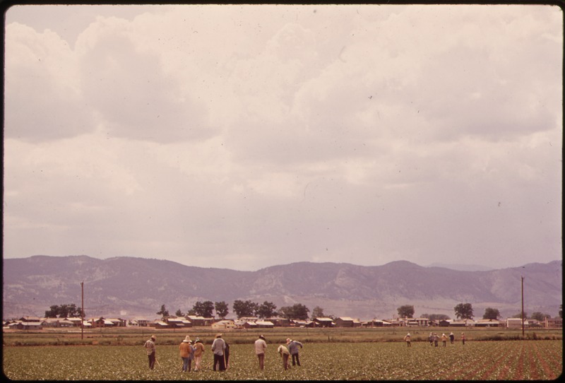 Migrant Workers in California Fields